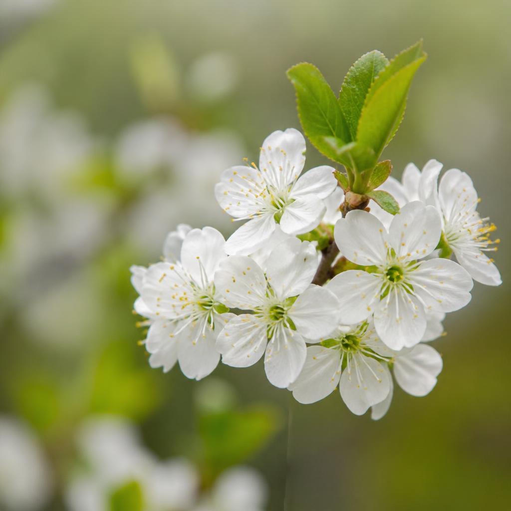Seasonal & Environmental Allergies